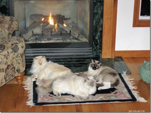 Meet Misty: The Blue Tortoiseshell Ragdoll of the Week