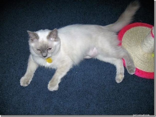 Meet Misty: The Blue Tortoiseshell Ragdoll of the Week