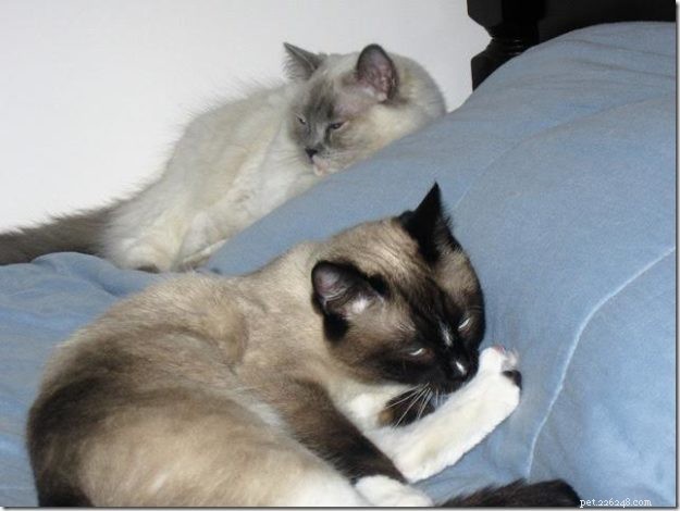 Meet Misty: The Blue Tortoiseshell Ragdoll of the Week
