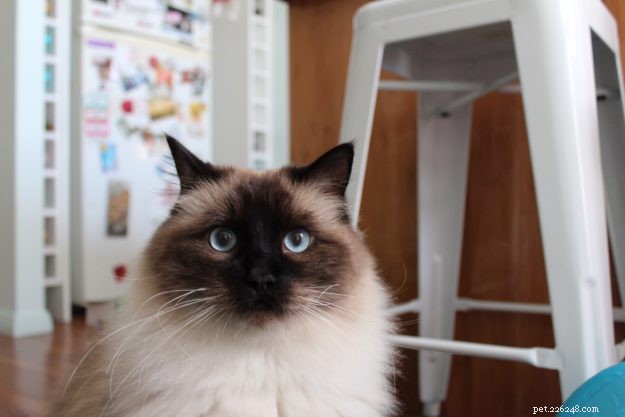Apollo the Ragdoll: From Rescue to Family
