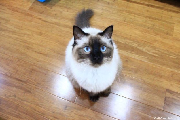 Apollo the Ragdoll: From Rescue to Family