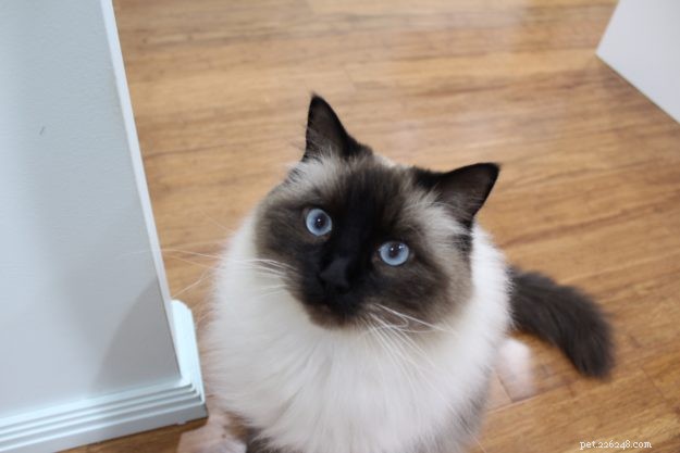 Apollo the Ragdoll: From Rescue to Family