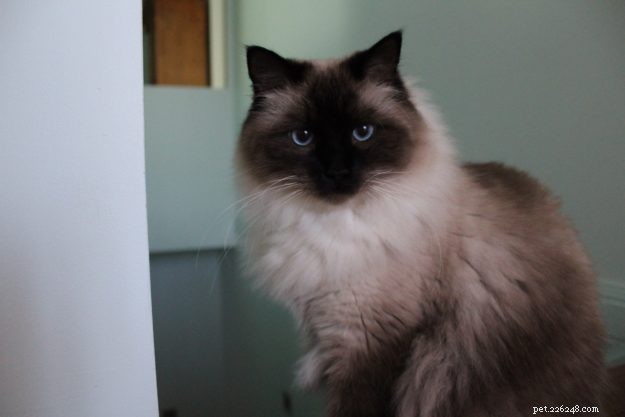 Apollo the Ragdoll: From Rescue to Family