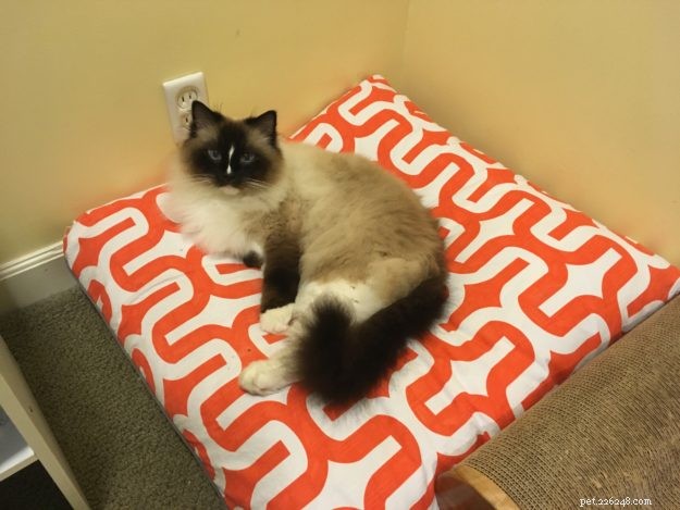 Where Does Your Cat Sleep Overnight? Expert Insights & Tips