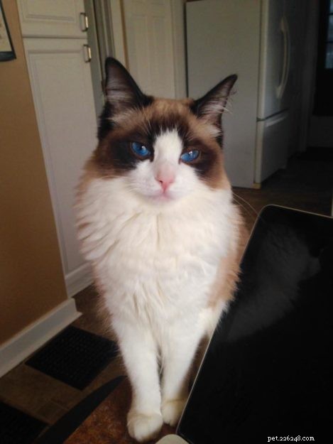 Mr. Business: Spotlight on a Ragdoll Cat of the Week