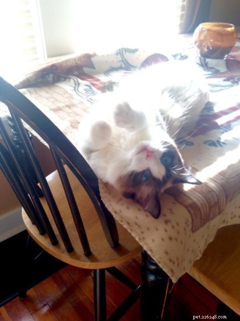 Mr. Business: Spotlight on a Ragdoll Cat of the Week