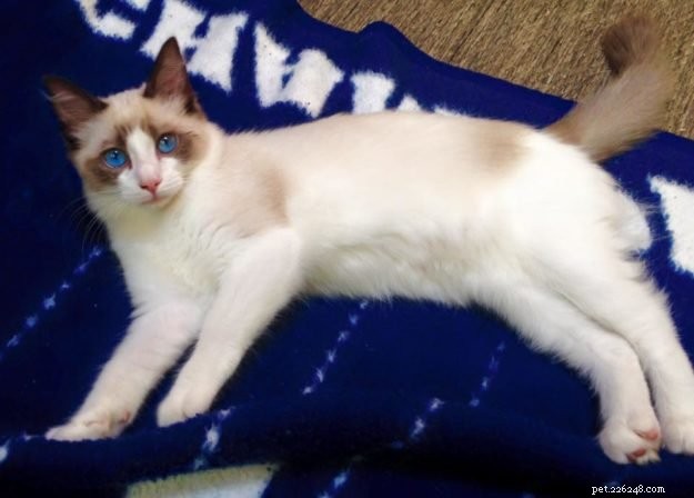 Mr. Business: Spotlight on a Ragdoll Cat of the Week