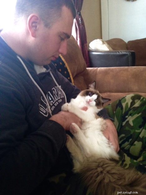 Mr. Business: Spotlight on a Ragdoll Cat of the Week
