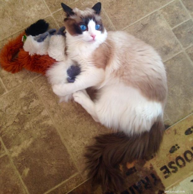 Mr. Business: Spotlight on a Ragdoll Cat of the Week