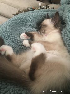 Meet Kaki: The Ragdoll Kitten Who Brings Warmth to a New Home