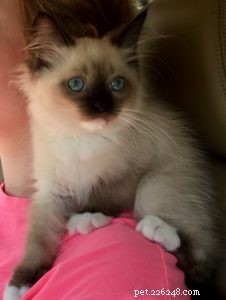 Meet Kaki: The Ragdoll Kitten Who Brings Warmth to a New Home