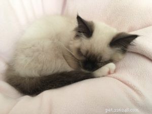Meet Kaki: The Ragdoll Kitten Who Brings Warmth to a New Home