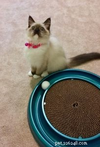 Meet Kaki: The Ragdoll Kitten Who Brings Warmth to a New Home