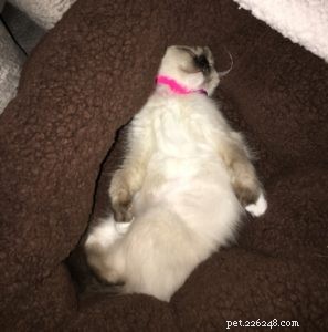 Meet Kaki: The Ragdoll Kitten Who Brings Warmth to a New Home