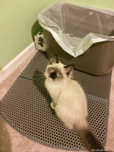 Meet Kaki: The Ragdoll Kitten Who Brings Warmth to a New Home