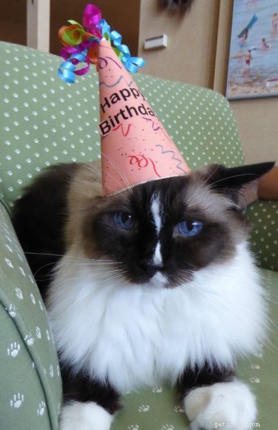 Celebrating Murphy: A 13-Year-Old Cat’s Milestone Birthday