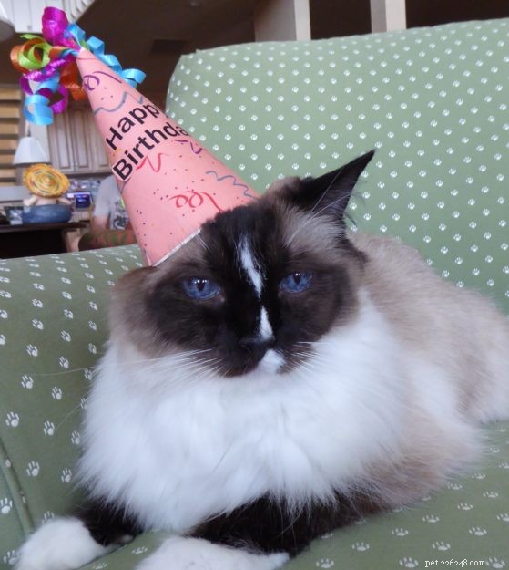 Celebrating Murphy: A 13-Year-Old Cat’s Milestone Birthday