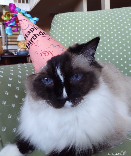 Celebrating Murphy: A 13-Year-Old Cat’s Milestone Birthday