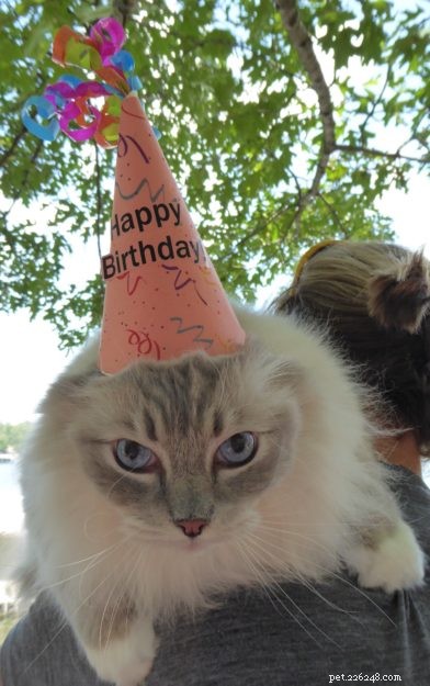 Celebrating Chiggy’s 8th Birthday: A Tribute to Our Feline Friend