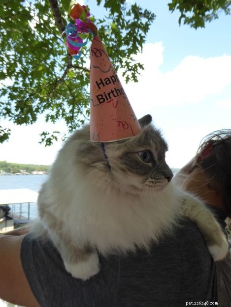 Celebrating Chiggy’s 8th Birthday: A Tribute to Our Feline Friend
