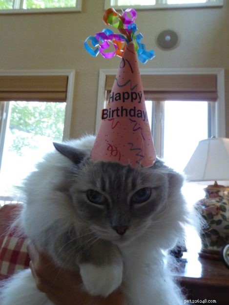 Celebrating Chiggy’s 8th Birthday: A Tribute to Our Feline Friend