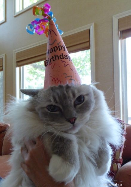 Celebrating Chiggy’s 8th Birthday: A Tribute to Our Feline Friend