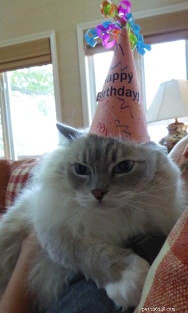 Celebrating Chiggy’s 8th Birthday: A Tribute to Our Feline Friend