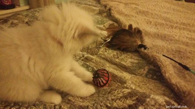 Meet Roxie: Stunning Blue‑Mitted Ragdoll Kitten of the Month – Charlotte, NC