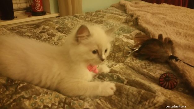Meet Roxie: Stunning Blue‑Mitted Ragdoll Kitten of the Month – Charlotte, NC