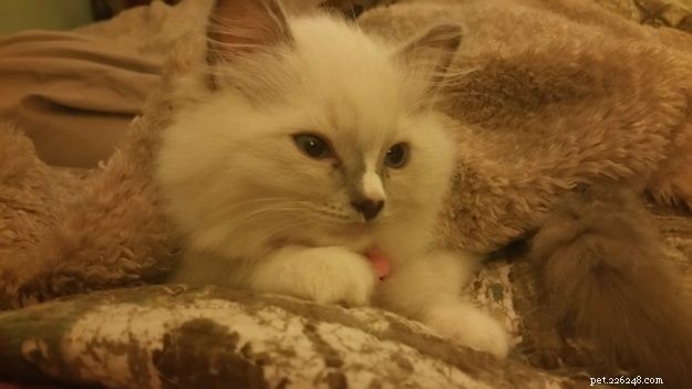 Meet Roxie: Stunning Blue‑Mitted Ragdoll Kitten of the Month – Charlotte, NC