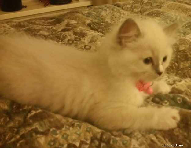 Meet Roxie: Stunning Blue‑Mitted Ragdoll Kitten of the Month – Charlotte, NC
