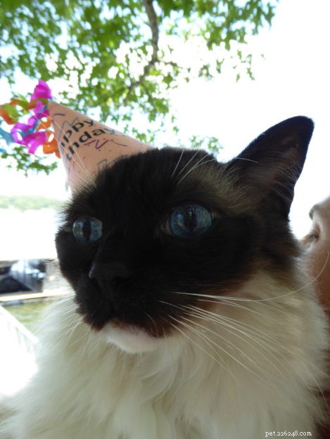 Celebrating Caymus’s 13th Birthday: A Heartwarming Tribute