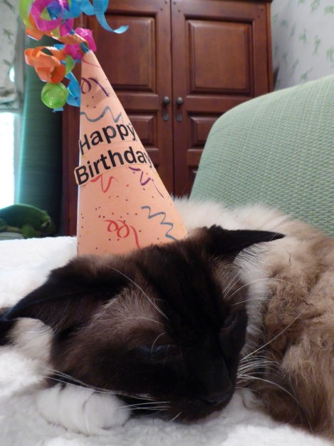 Celebrating Caymus’s 13th Birthday: A Heartwarming Tribute