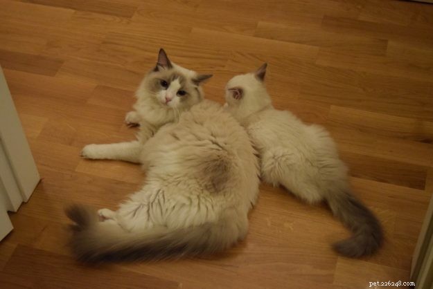 Introducing Luigi: The Adorable Ragdoll Cat of the Week