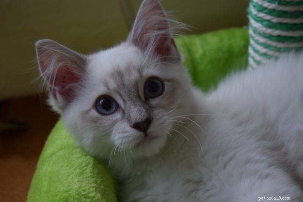 Introducing Luigi: The Adorable Ragdoll Cat of the Week