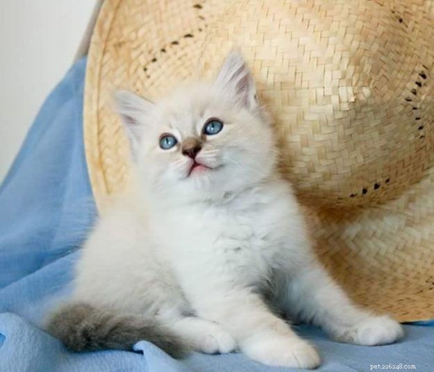 Introducing Luigi: The Adorable Ragdoll Cat of the Week