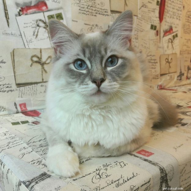 Introducing Luigi: The Adorable Ragdoll Cat of the Week