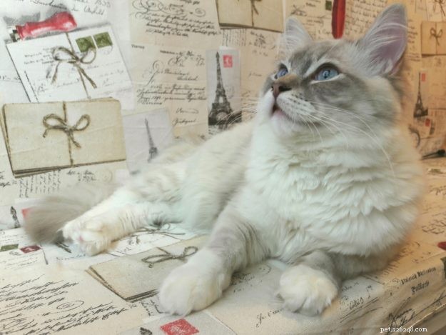 Introducing Luigi: The Adorable Ragdoll Cat of the Week
