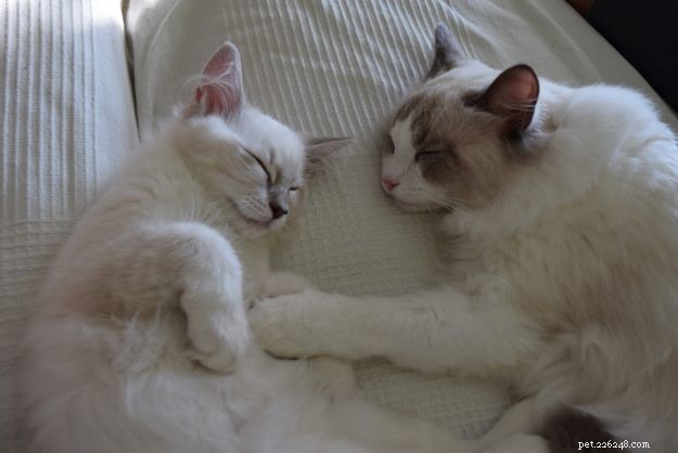 Introducing Luigi: The Adorable Ragdoll Cat of the Week