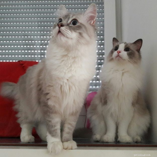 Introducing Luigi: The Adorable Ragdoll Cat of the Week