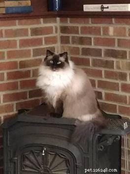 Meet Stella: The Beloved 2-Year-Old Ragdoll