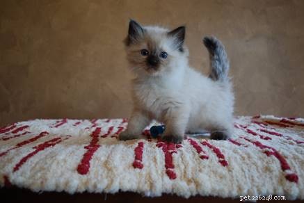 Meet Stella: The Beloved 2-Year-Old Ragdoll