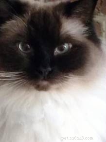 Meet Stella: The Beloved 2-Year-Old Ragdoll