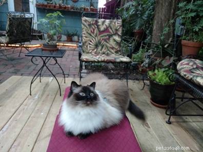 Meet Stella: The Beloved 2-Year-Old Ragdoll