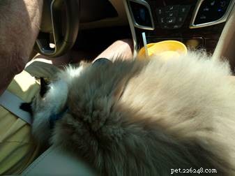 Meet Stella: The Beloved 2-Year-Old Ragdoll