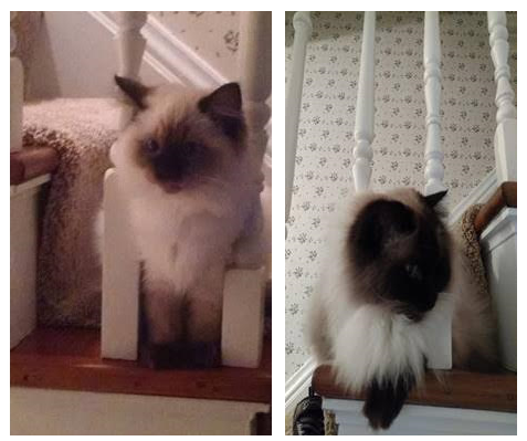 Meet Stella: The Beloved 2-Year-Old Ragdoll