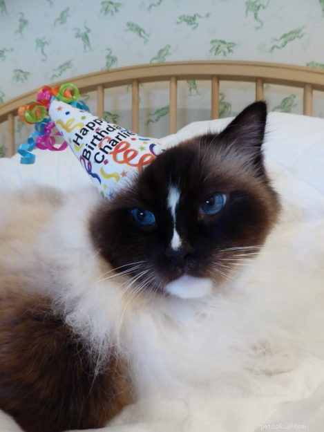 Celebrating Charlie’s 8th Birthday: A Heartwarming Family Moment