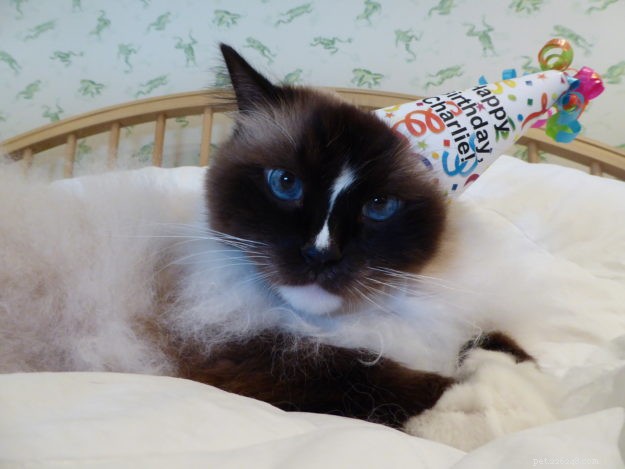 Celebrating Charlie’s 8th Birthday: A Heartwarming Family Moment