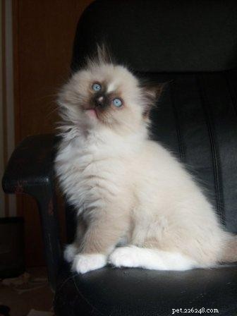 Top Ragdoll Cat Names for Your Regal New Companion