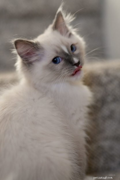 Top Ragdoll Cat Names for Your Regal New Companion